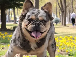 French Bulldog dogs French Bulldog 1 puppies - Ad 4