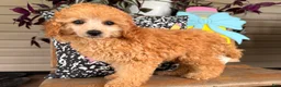 Toy Poodle dogs for sale: Madrick  - Ad 5