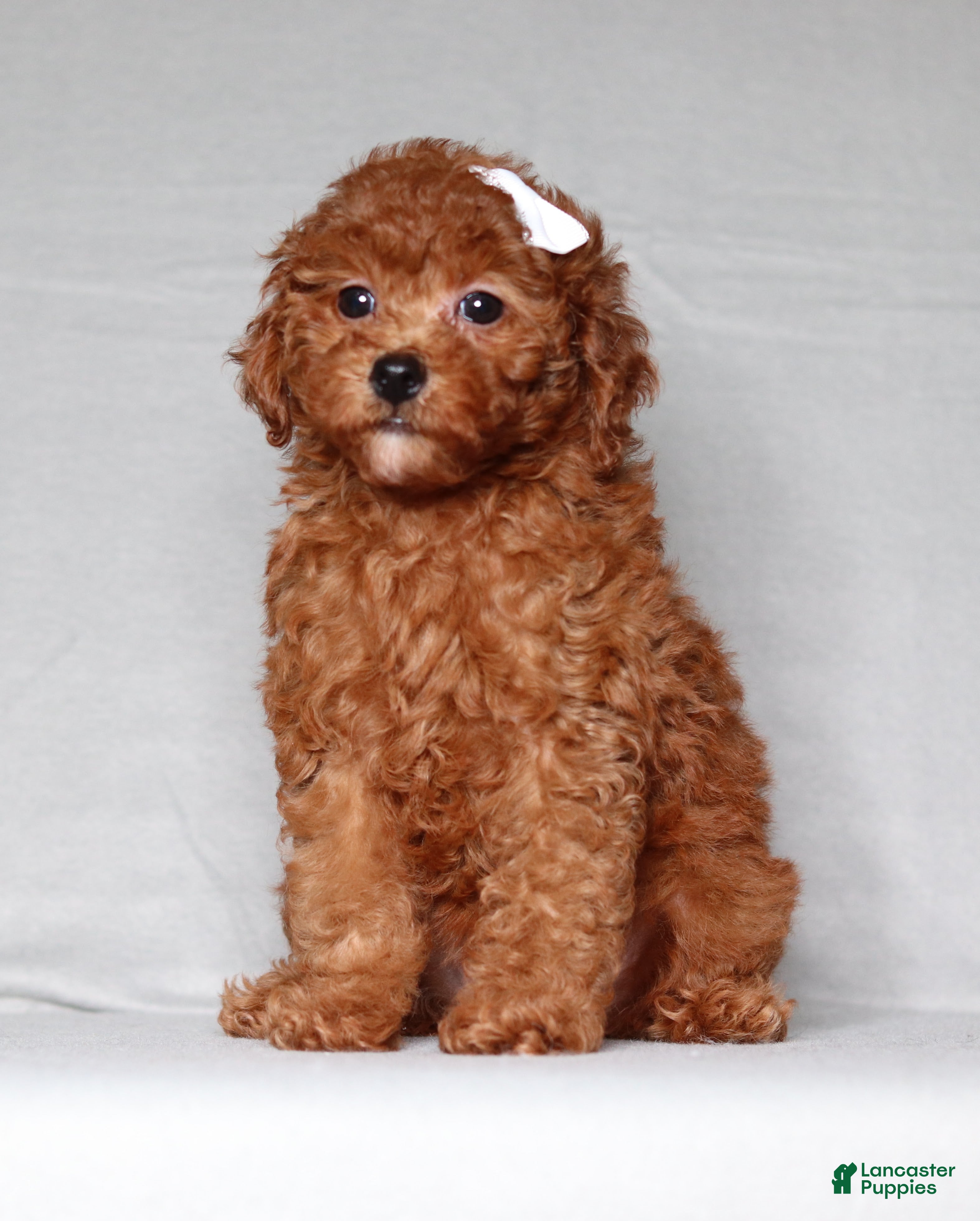 Miniature Poodle dogs Miniature Poodle Puppy 1 - Ad 1