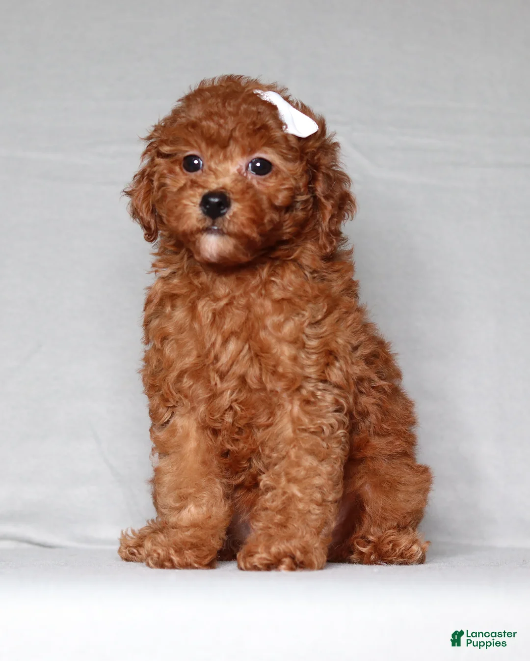 Miniature Poodle dogs for sale: Miniature Poodle Puppy 1 - Ad 1
