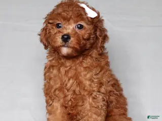 Miniature Poodle dogs for sale: Miniature Poodle Puppy 1 - Ad 1