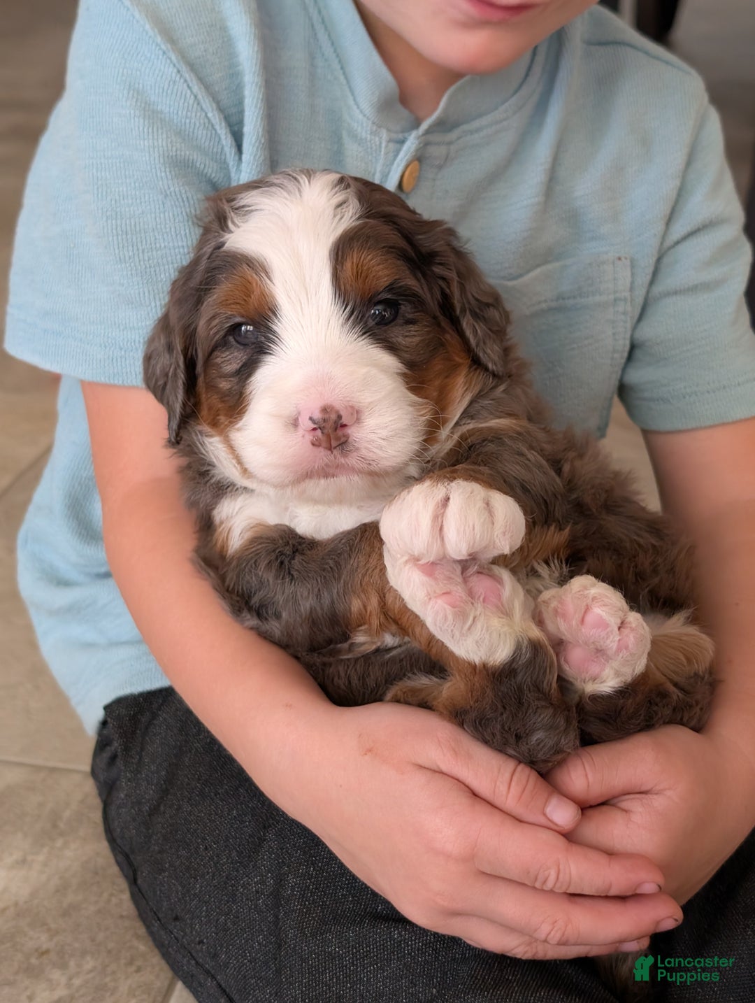 Mini Bernedoodle dogs for sale: Mini Marlo  - Ad 4