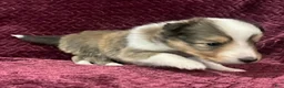 Shetland Sheepdog dogs for sale: Dalia - Ad 4