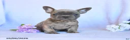 Frenchton dogs for sale: Ramsy - Ad 4