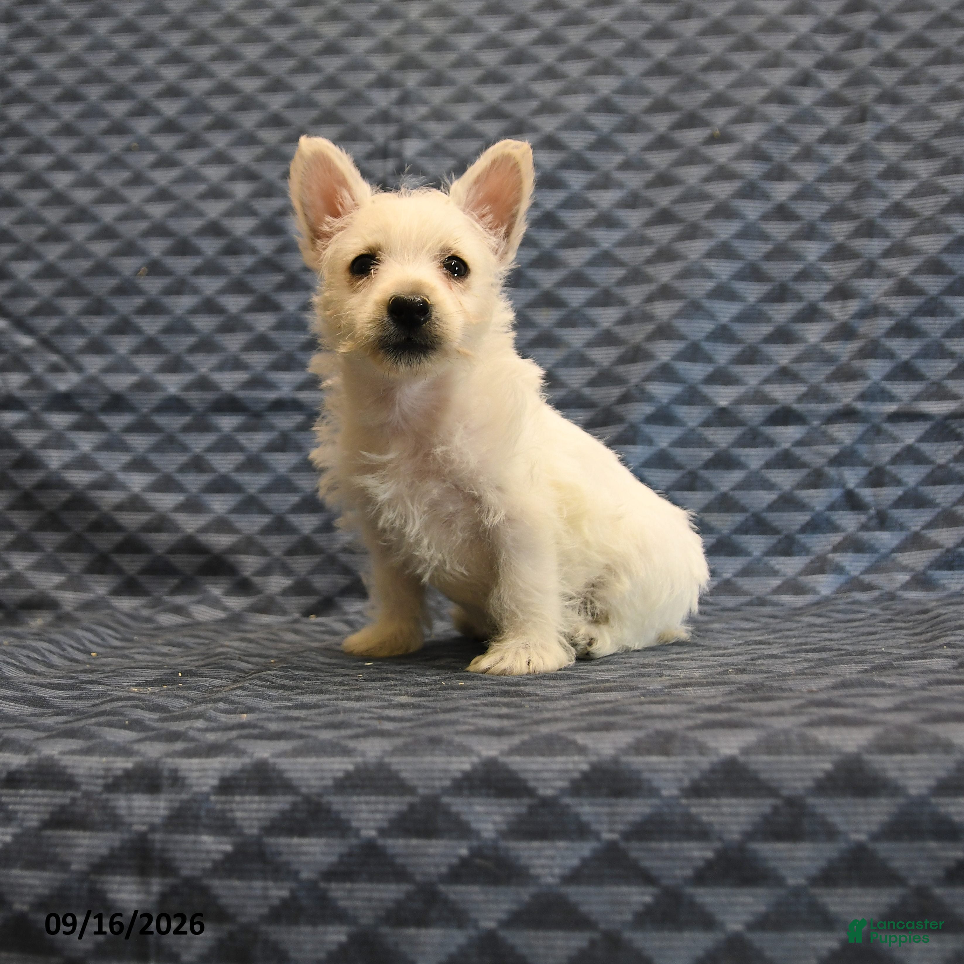 West Highland Terrier dogs Nancy - Ad 1