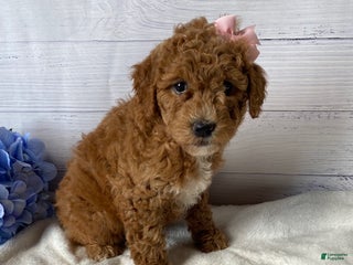 Mini Goldendoodle dogs - Ad 19