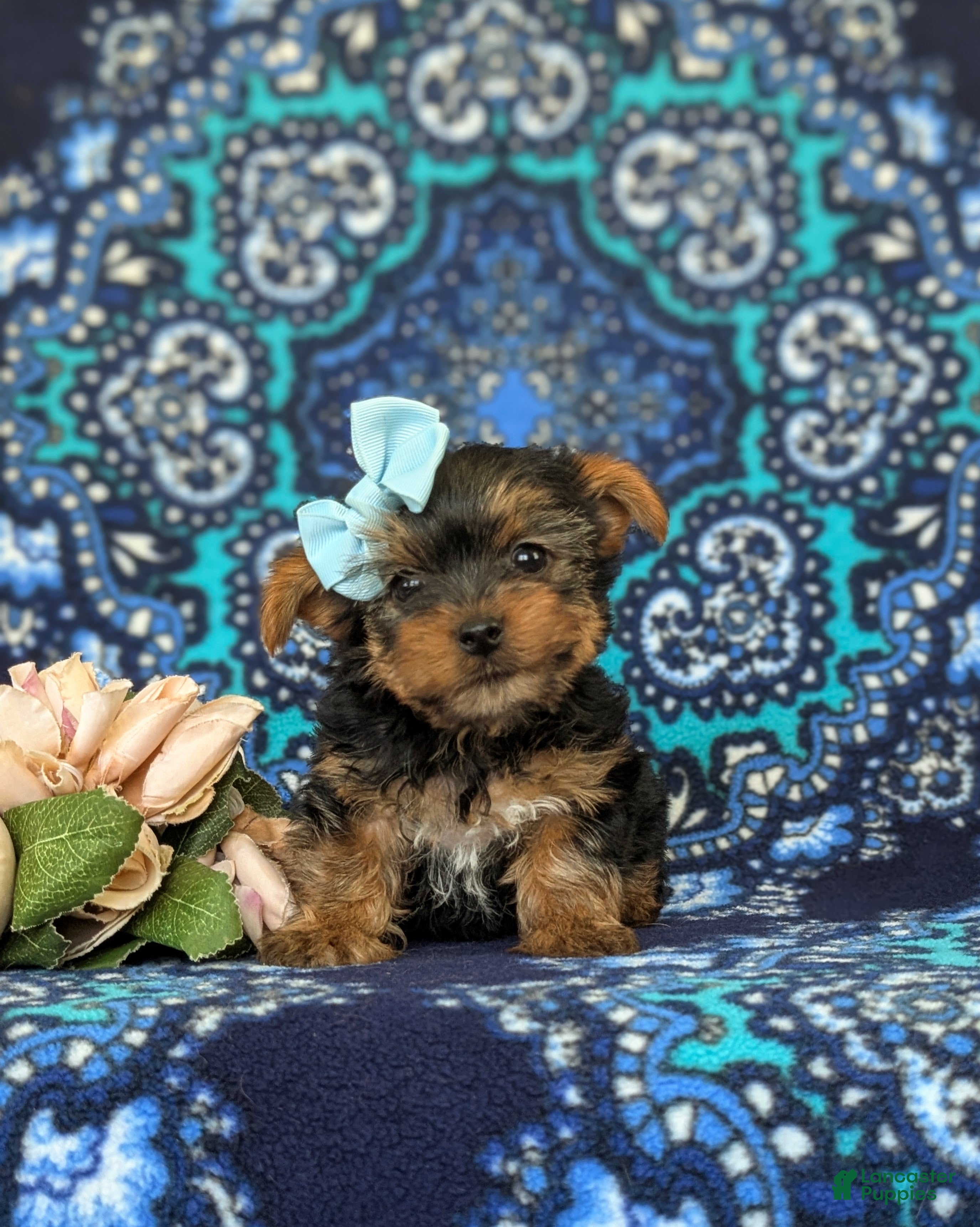Yorkshire Terrier dogs Lindie 7 lbs Full Grown - Ad 2