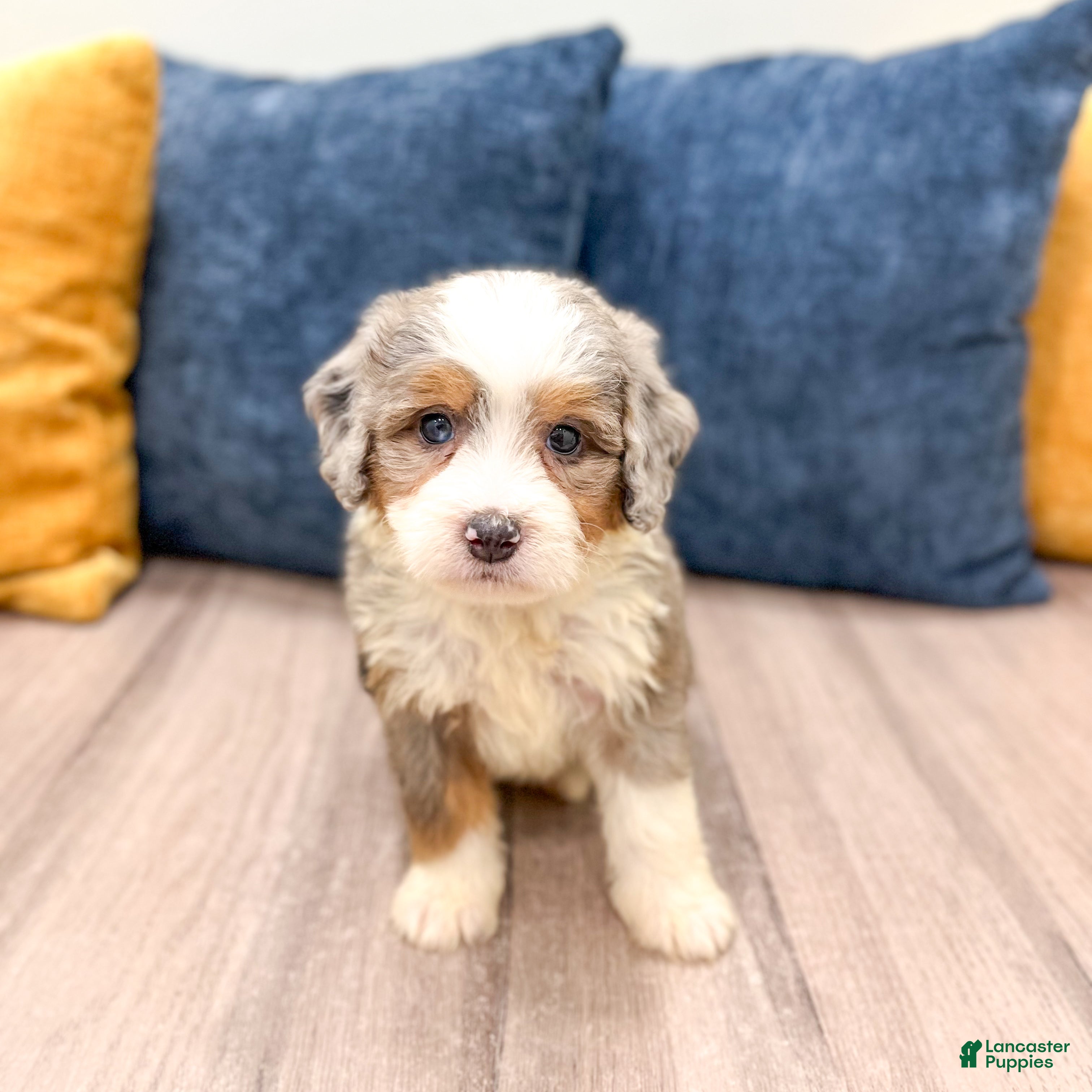 Mini Bernedoodle dogs Bonnie - Ad 2