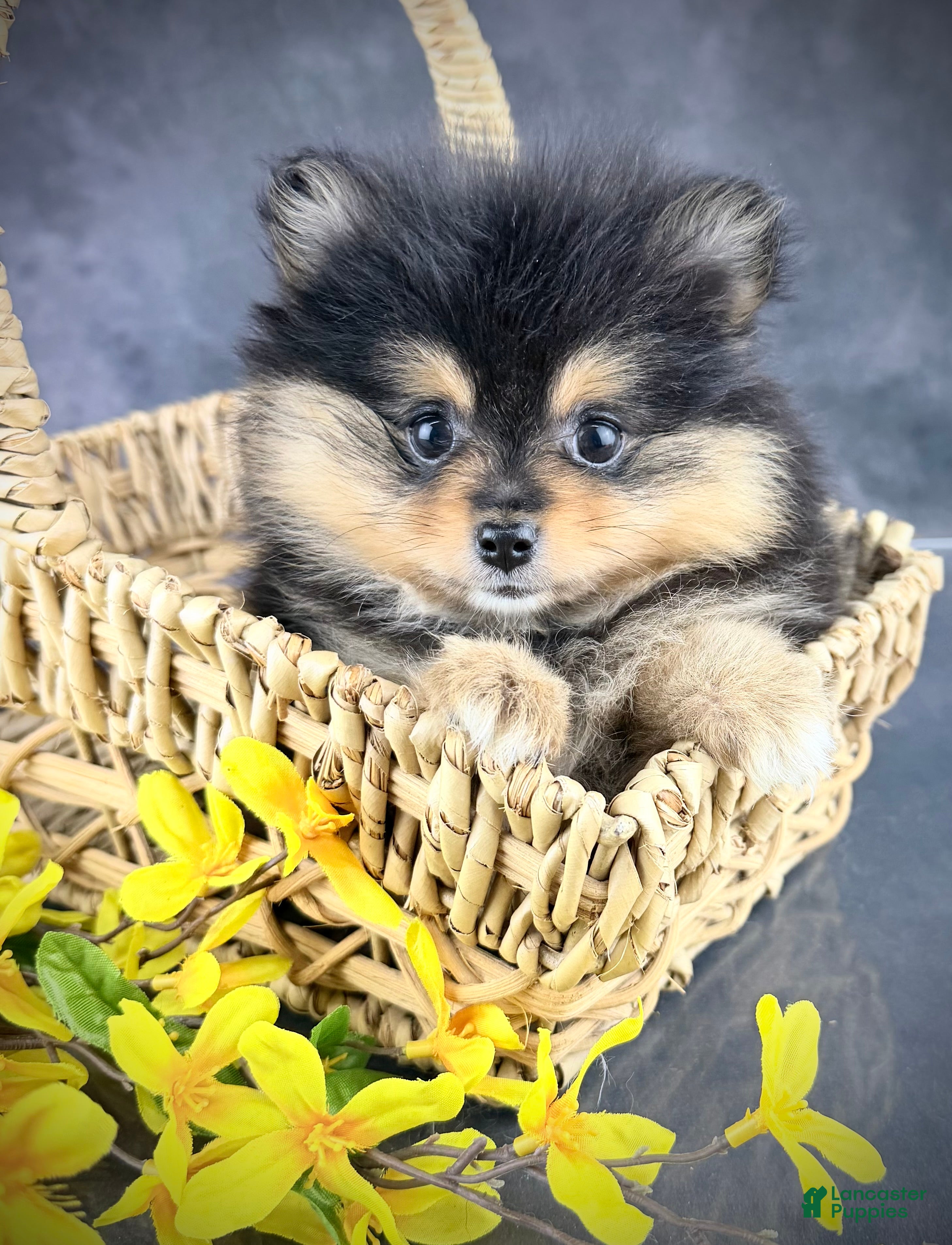 Pomeranian dogs Cleo AKC - Ad 1