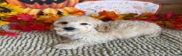 Cavapoo dogs for sale: Armani - Ad 3