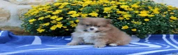 Pomeranian dogs for sale: Father - Ad 1