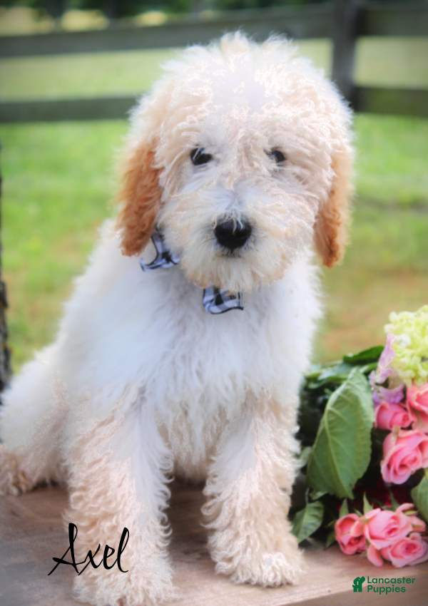 Mini Goldendoodle dogs Axel Medium Goldendoodle Boy - Ad 2