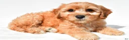 Cavachon dogs for sale: Lonnie - Ad 2