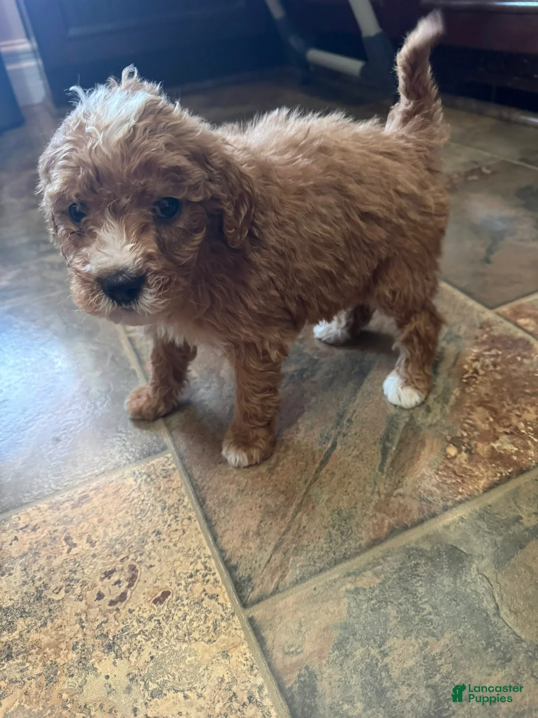 Bernedoodle dogs for sale: mini Bernedoodle Puppy 3 yellow - Ad 5