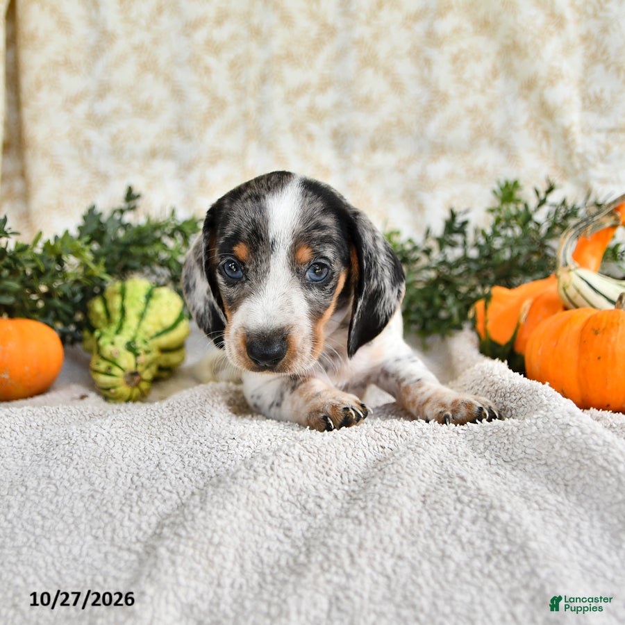 Miniature Dachshund dogs for sale: Joy - Ad 1