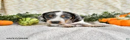 Miniature Dachshund dogs for sale: Joy - Ad 1