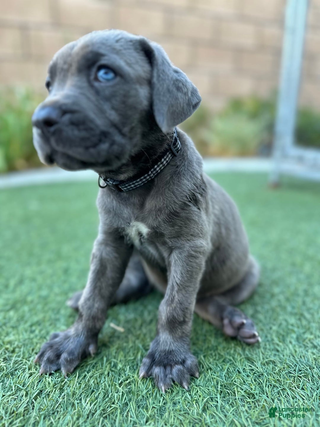 Gallery Image {{count}}