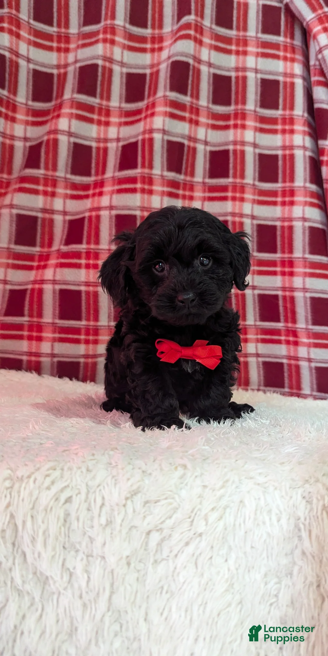 Yorkiepoo dogs for sale: Tyson  - Ad 13