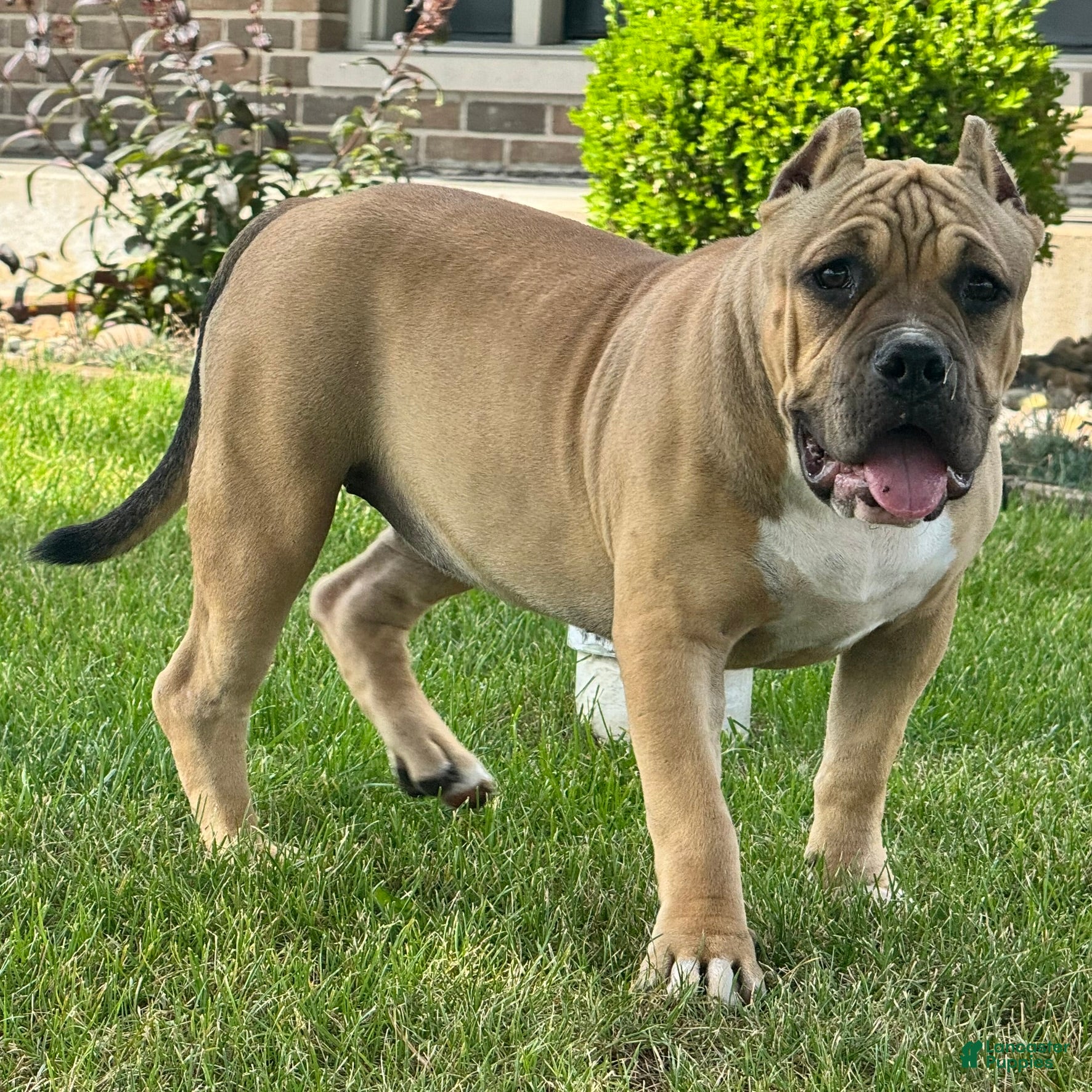 American Bully dogs Flora - Ad 2