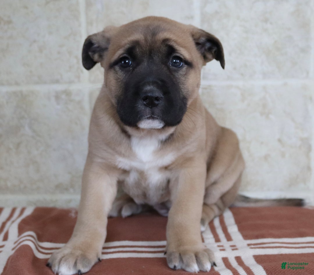 Gallery Image {{count}}