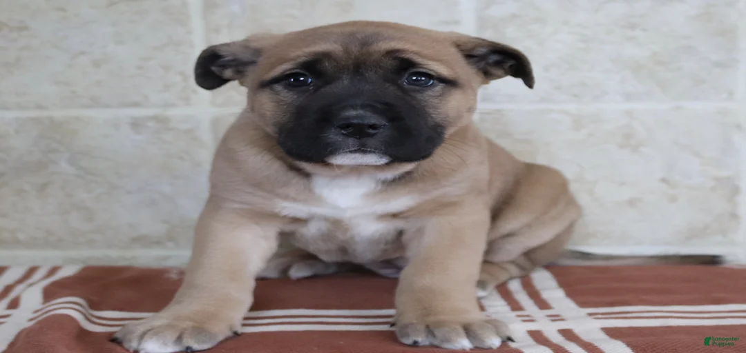 Gallery Image {{count}}