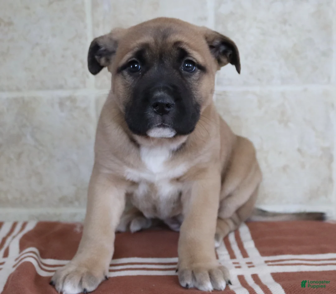 Gallery Image {{count}}