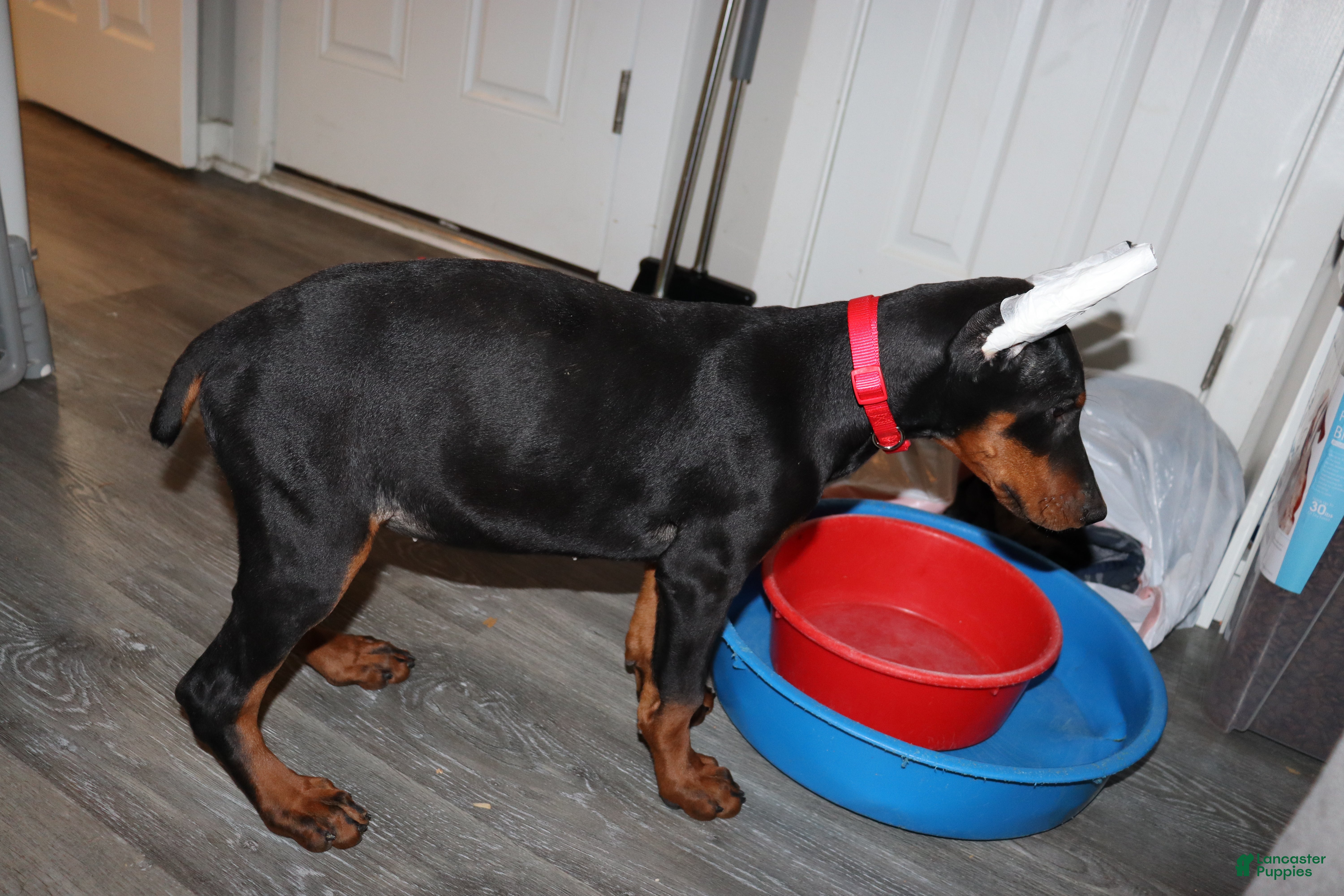 Doberman Pinscher dogs Gouda - Ad 42