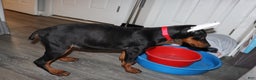 Doberman Pinscher dogs for sale: Gouda - Ad 1