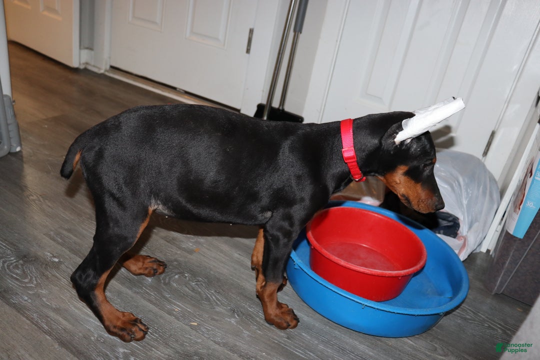 Doberman Pinscher dogs for sale: Gouda - Ad 1
