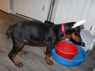 Doberman Pinscher dogs Gouda - Ad 27