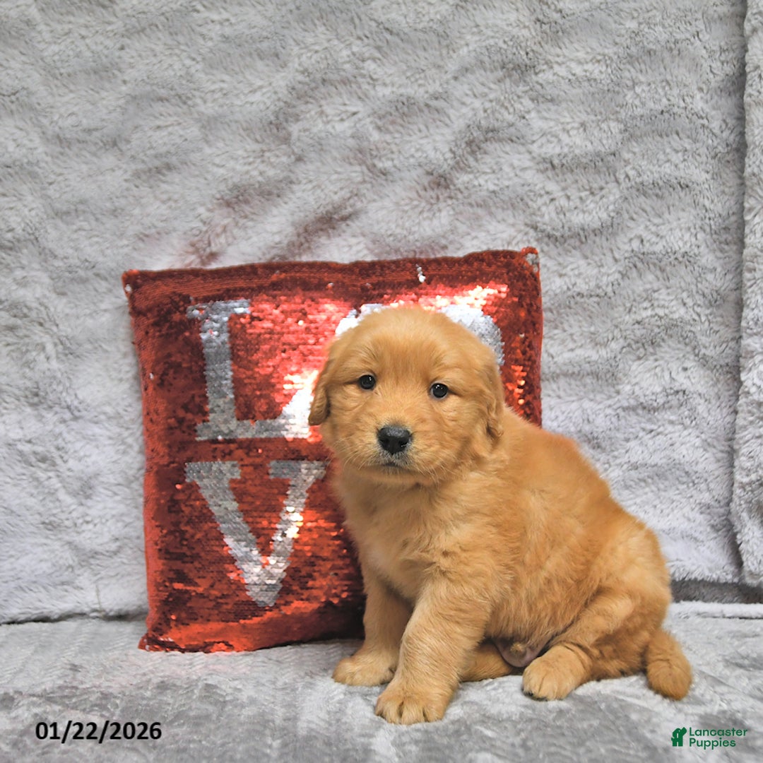 Golden Retriever dogs for sale: Link - Ad 5