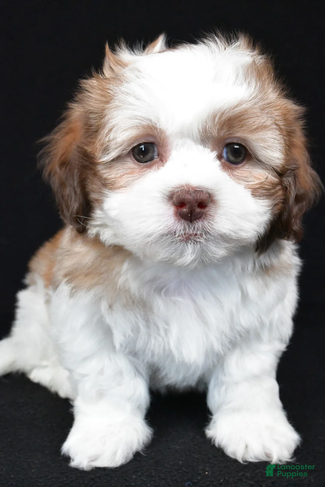 Teddy Bear dogs for sale: fiynn - Ad 3