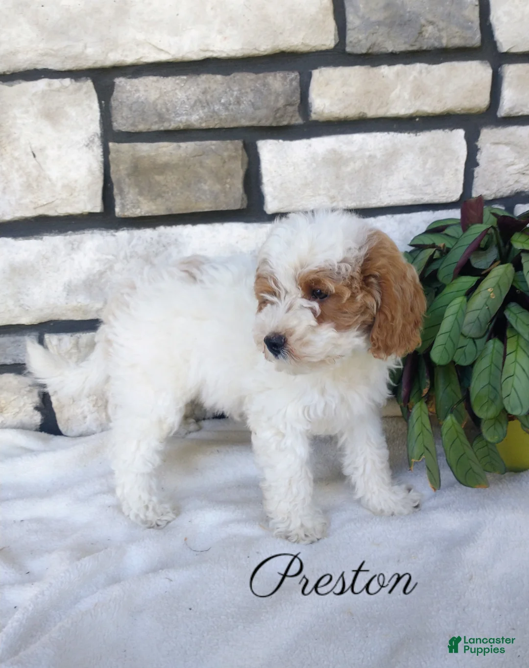 Shihpoo dogs for sale: Preston - Ad 2