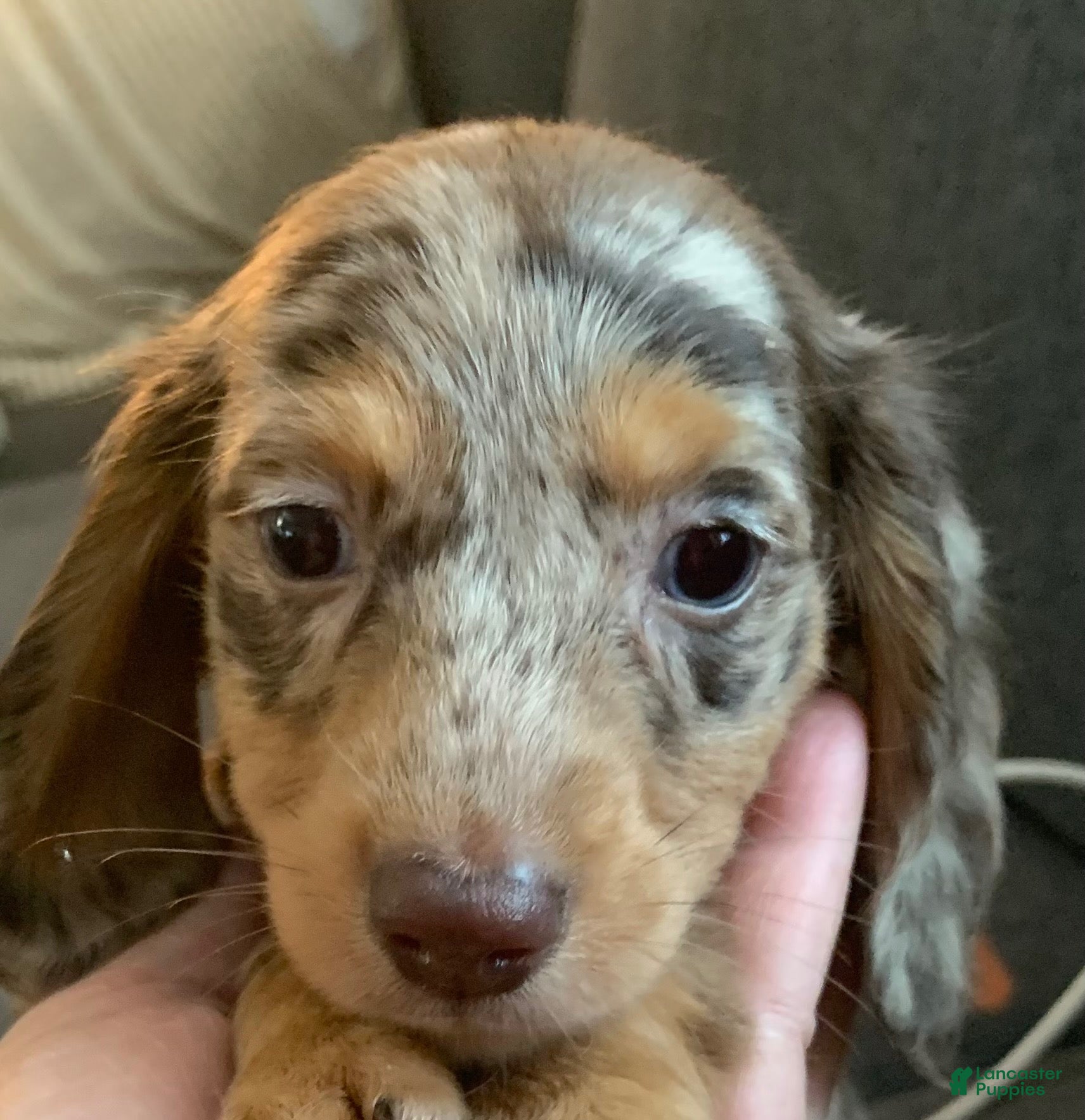 Miniature Dachshund dogs Miniature Dachshund 1 - Ad 1