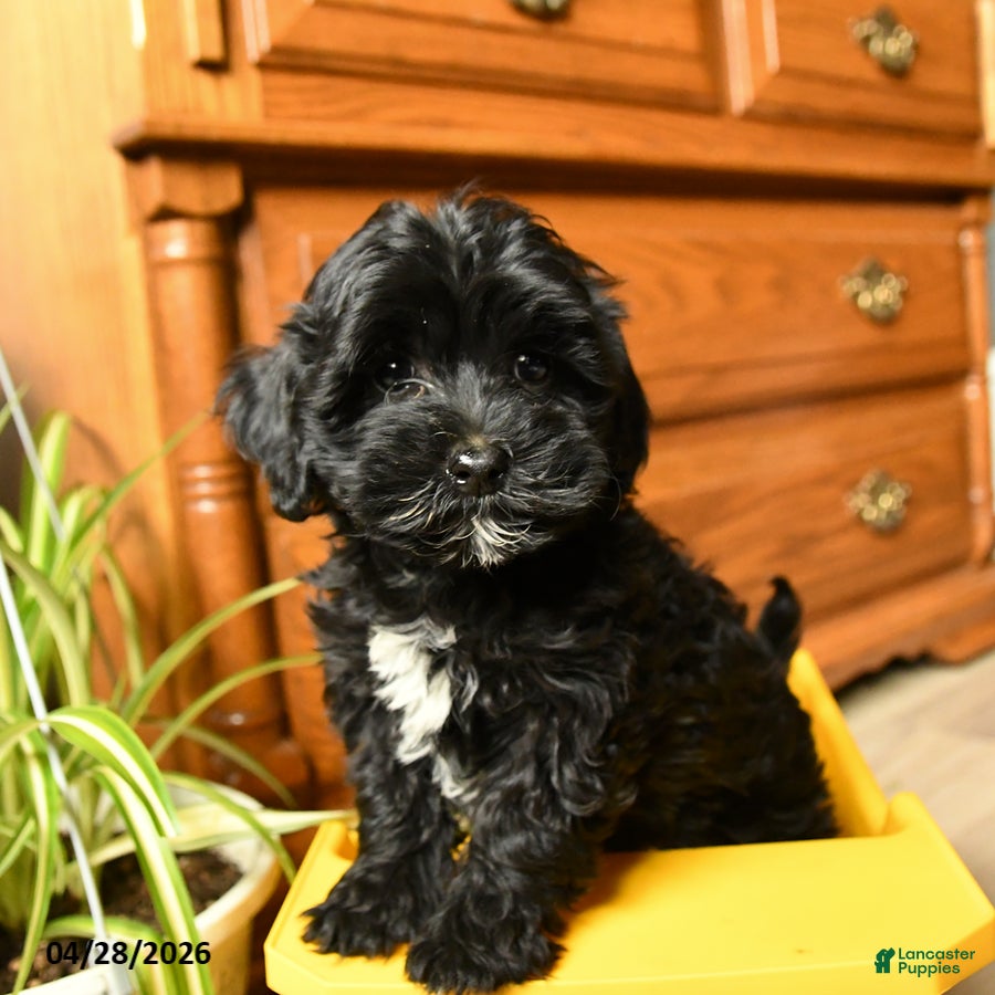 Havapoo dogs Billy - Ad 1