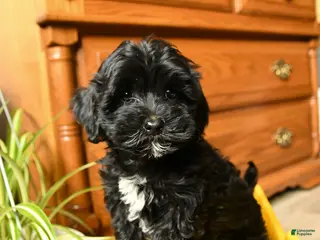 Havapoo dogs for sale: Billy - Ad 4