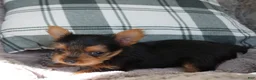 Yorkshire Terrier dogs for sale: Max  - Ad 9