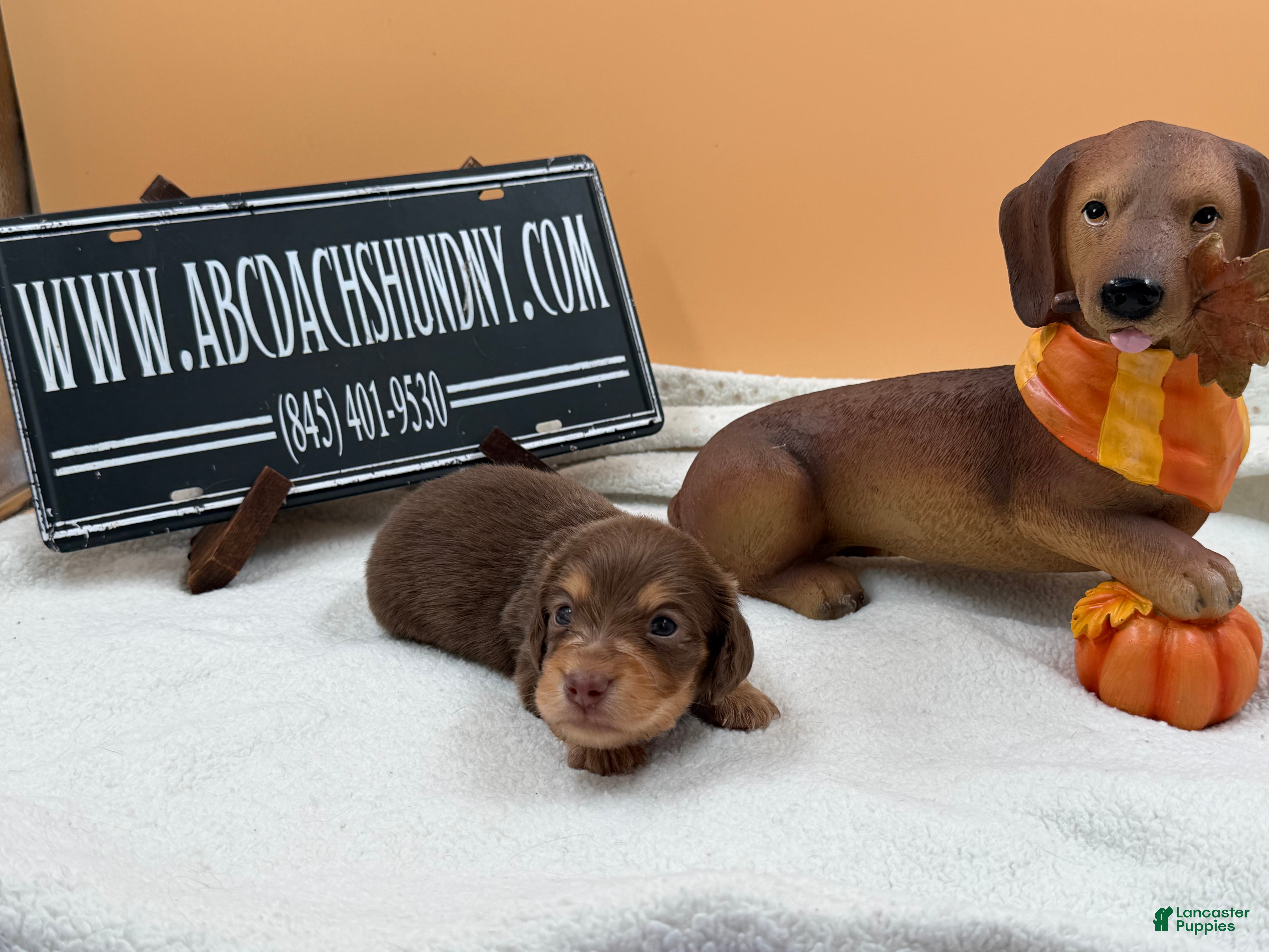 Miniature Dachshund dogs Miniature Dachshund 4 - Ad 29
