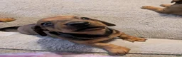 Miniature Dachshund dogs for sale: Almond - Ad 5