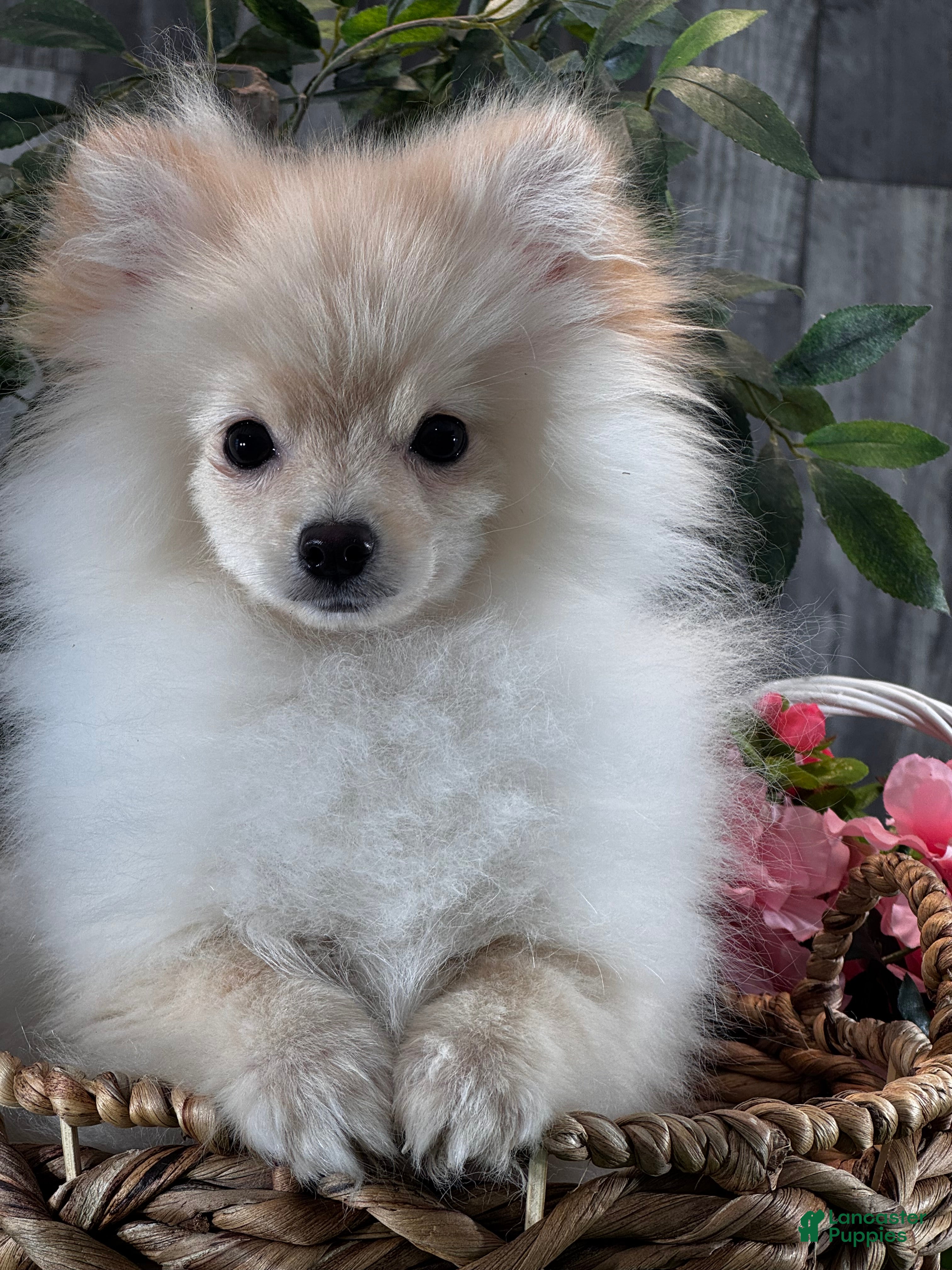 Pomeranian dogs Pete - Ad 8