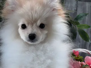 Pomeranian dogs Pete - Ad 30