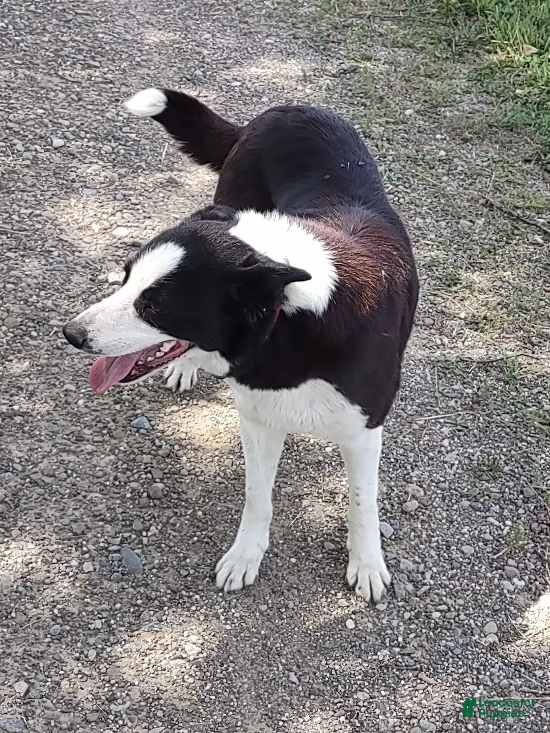 Border Collie dogs for sale: Bella - Ad 2