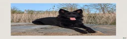 German Shepherd dogs for sale: Male  1 - Ad 2