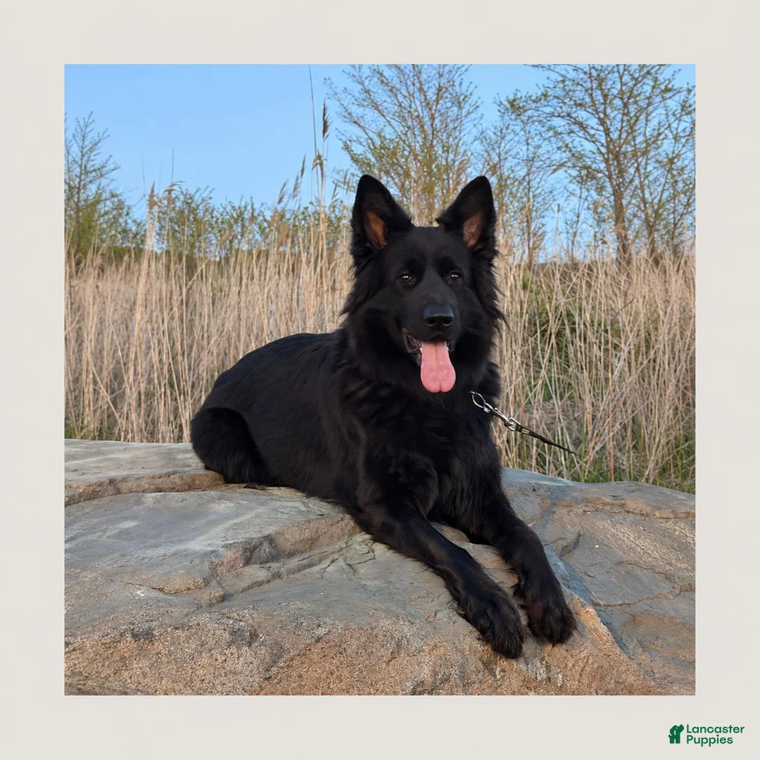 German Shepherd dogs for sale: Male  1 - Ad 2