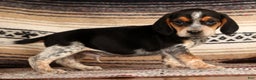 Beagle dogs for sale: Dixon - Ad 2