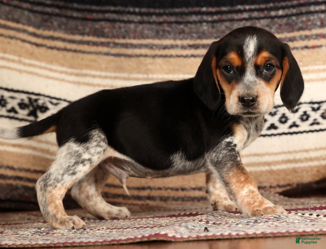 Beagle dogs for sale: Dixon - Ad 2