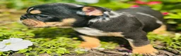 English Bulldog dogs for sale: Lilly - 73707 - Ad 4
