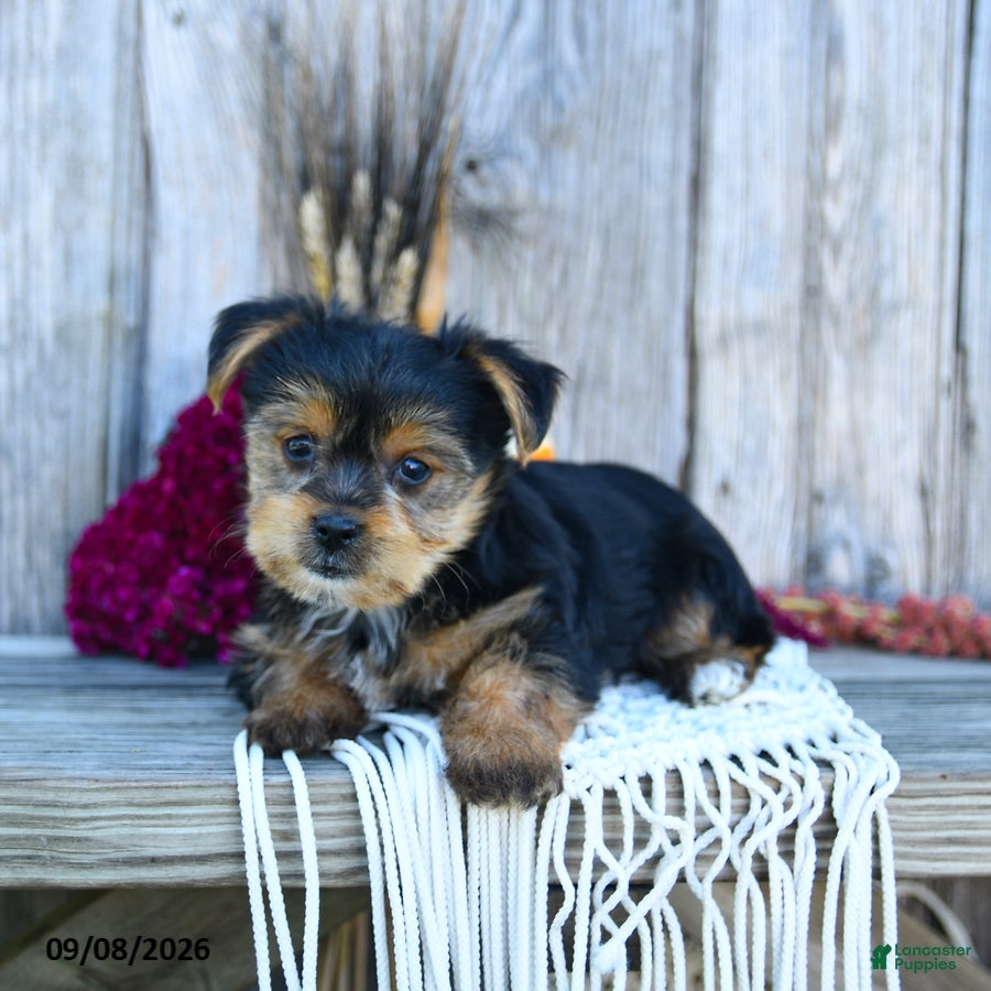 Yorkshire Terrier dogs Simon - Ad 2