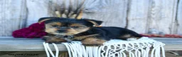 Yorkshire Terrier dogs for sale: Simon - Ad 2