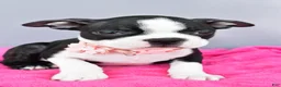Boston Terrier dogs for sale: Sasha - Ad 6